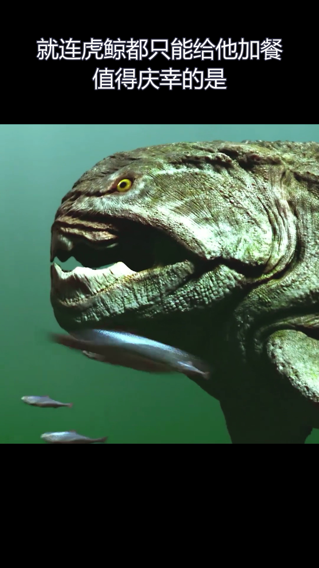 #全民涨知识#如果邓氏鱼还没灭绝会发生什么