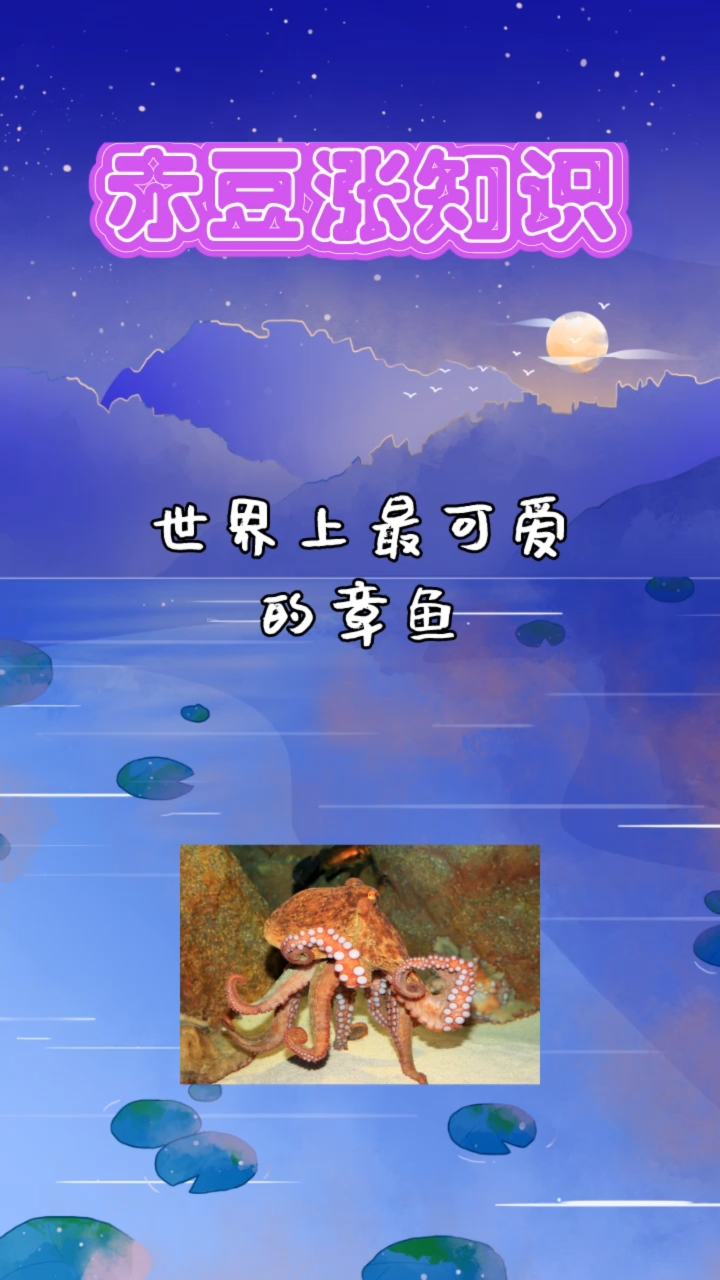 世界上最可爱的章鱼