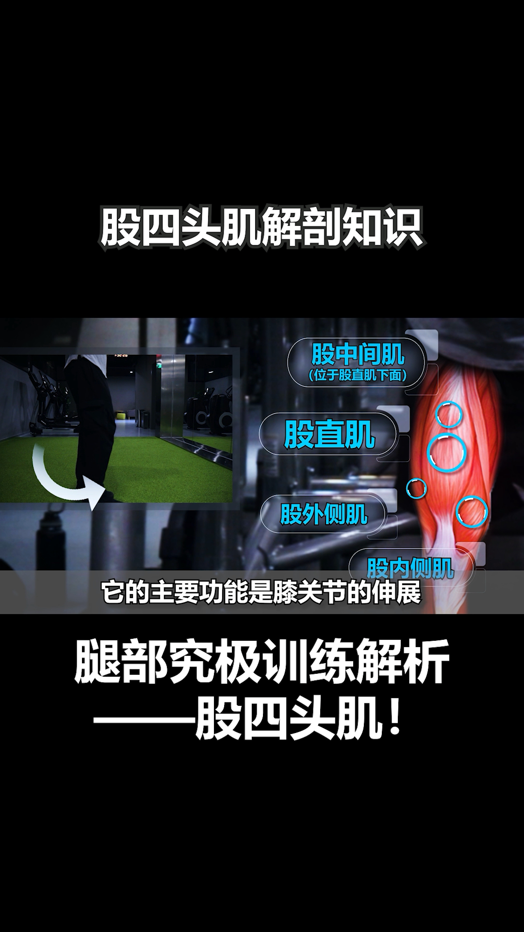 #健身#股四头肌解剖知识