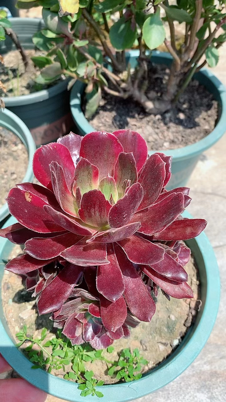 #多肉法师#法师多肉,多肉法师盆栽,花卉盆栽