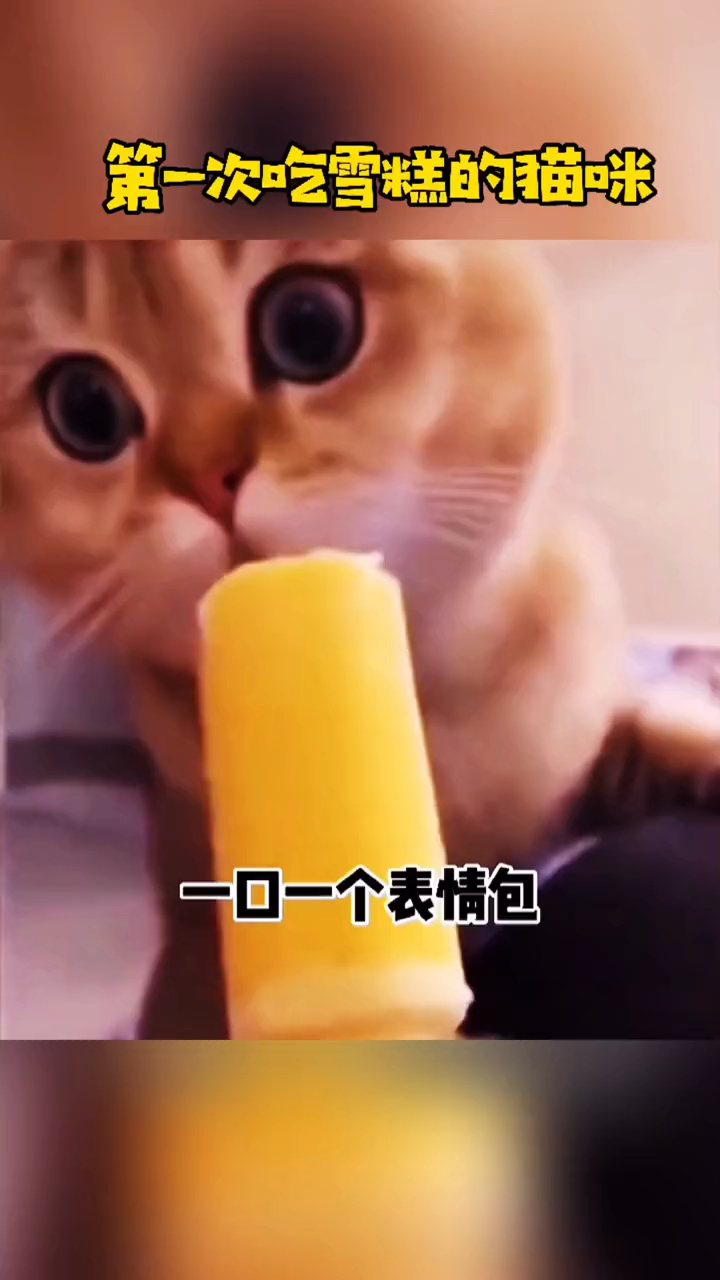 第一次吃雪糕的猫咪!惊讶的满满的表情包太可爱了