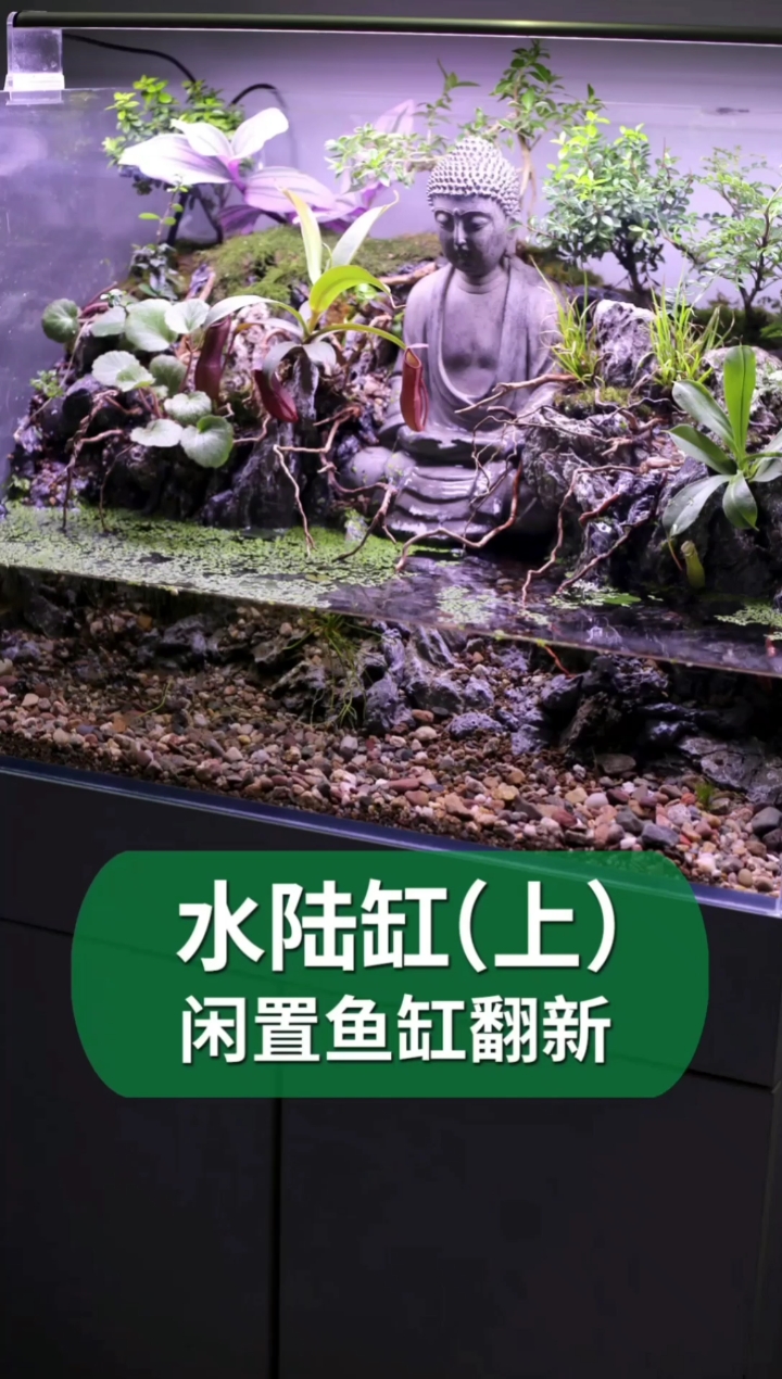 #好物推荐#用闲置的鱼缸做一个水陆缸,第一次做也没那么难!