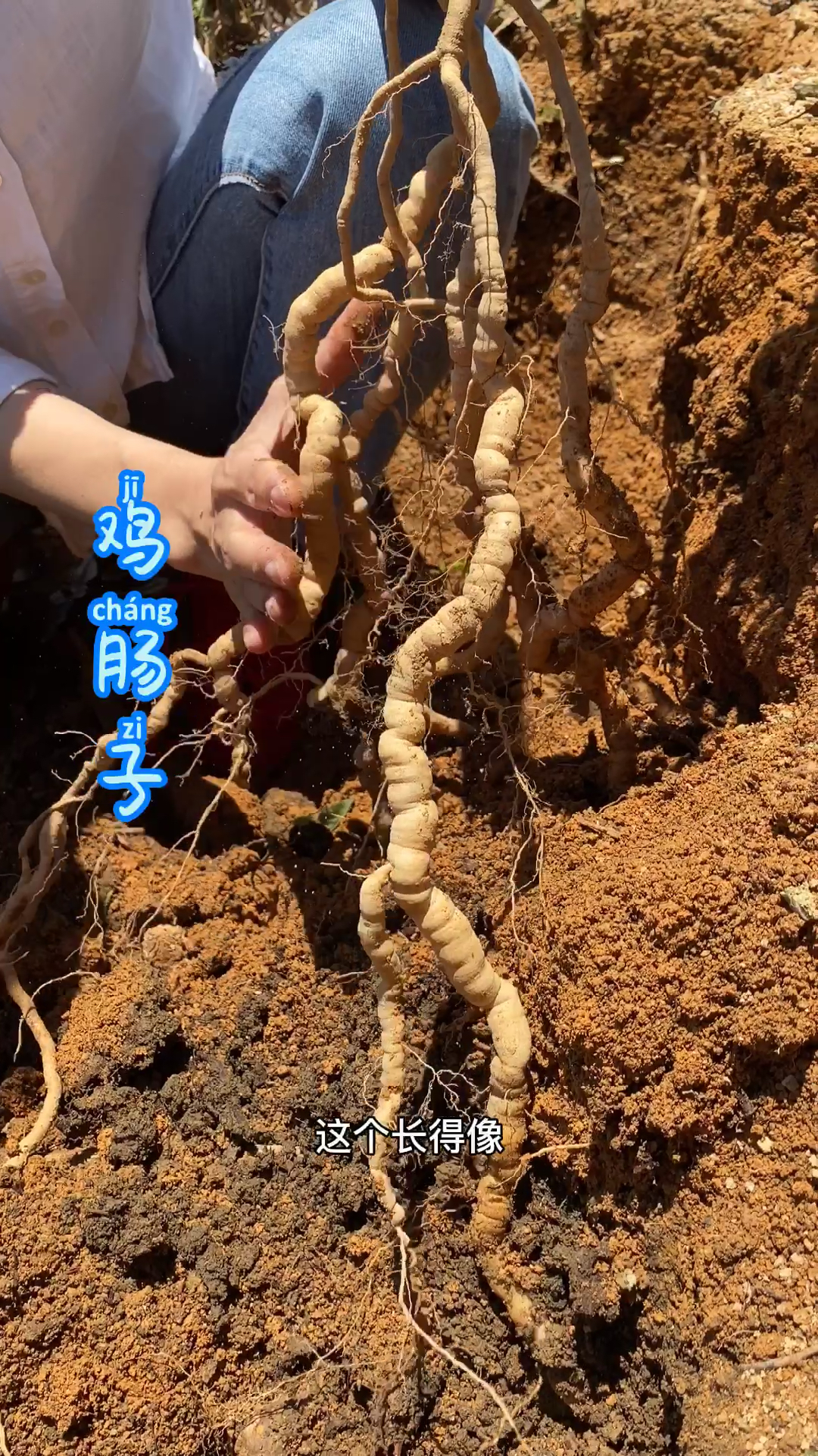 我们叫它鸡肠子,你们叫什么?