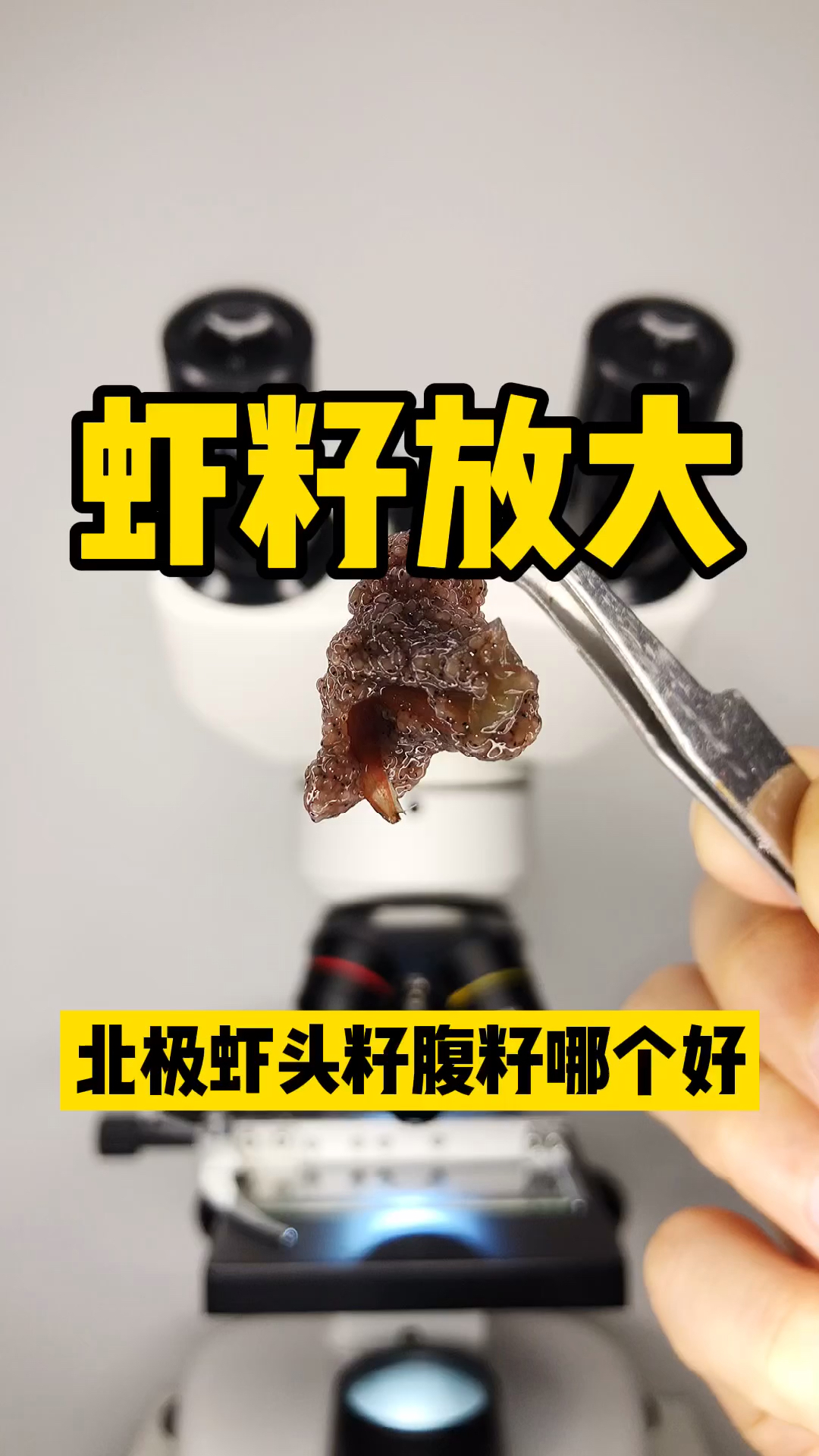 #健康养生#北极虾头姿好?腹籽好?没籽好?你真的吃对了吗?