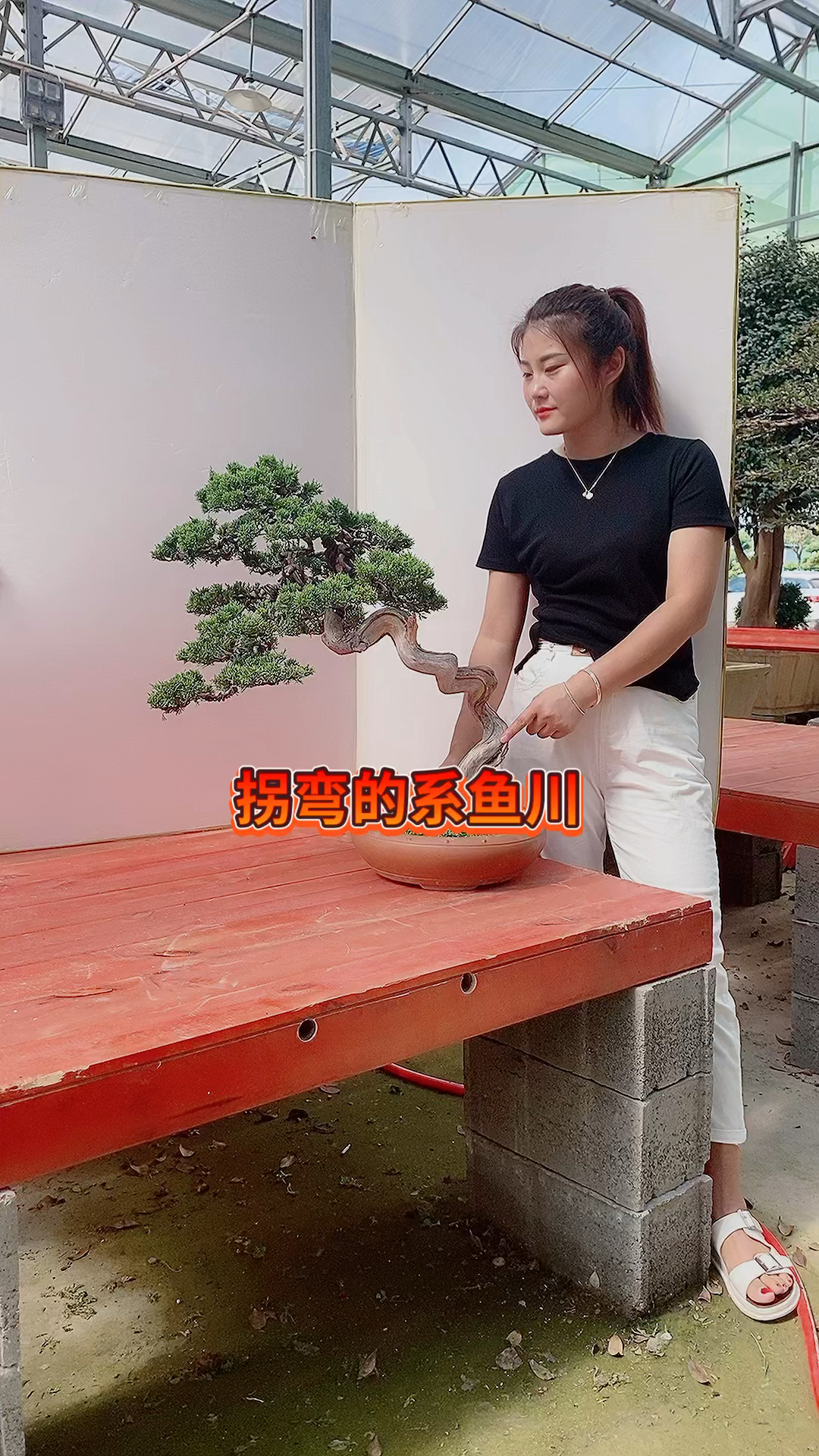 精品盆景系鱼川真柏