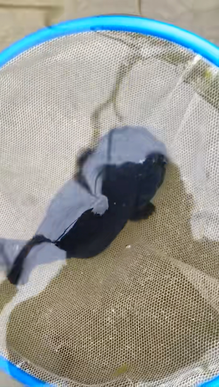 #大学生日常#各种精品兰寿金鱼特写