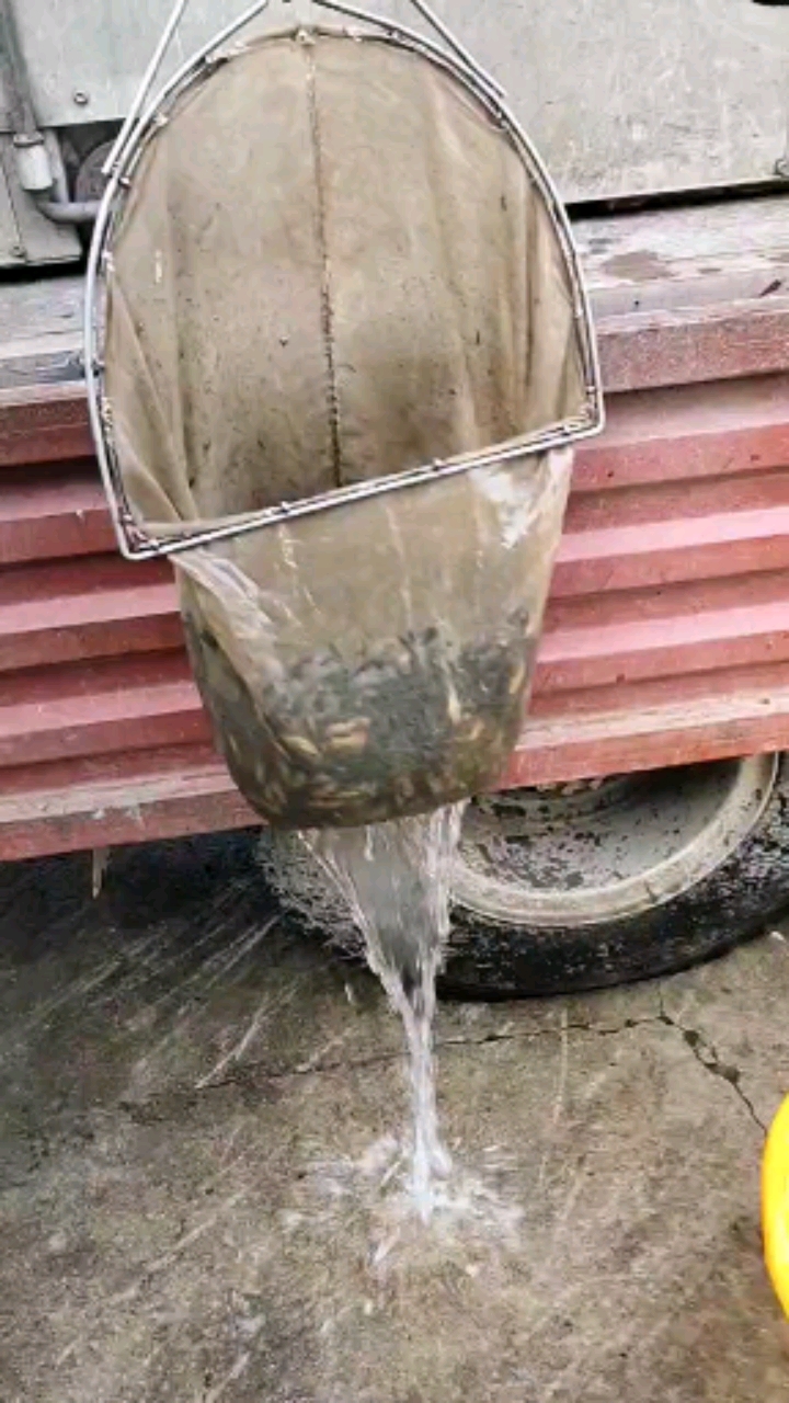黄颡鱼又名黄丫头,黄辣丁,黄骨鱼