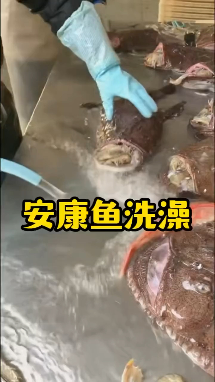 #赶海捉海鲜#安康鱼肚子里边都有啥