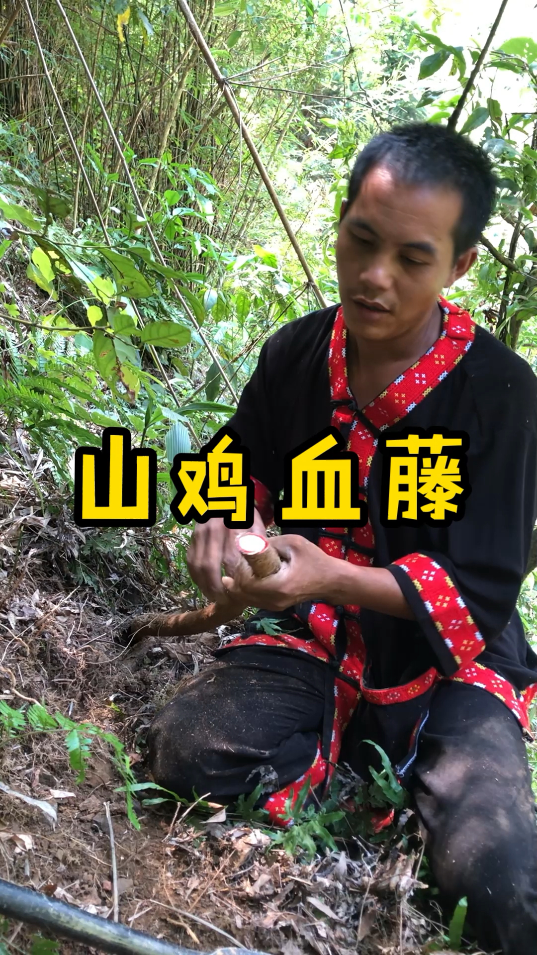 山鸡血藤,也叫五叶鸡血藤,岩豆藤,大血藤