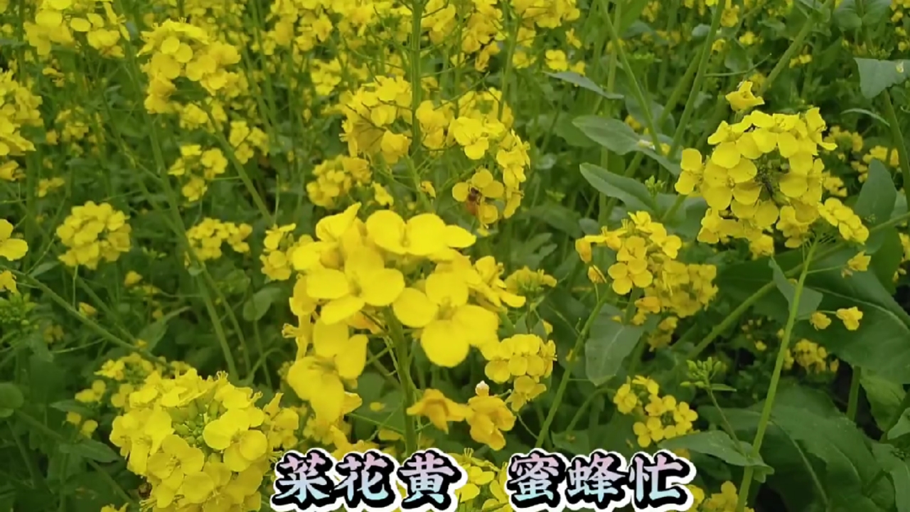 #油菜花#春天到,万物苏;菜花黄,蜜蜂忙;家乡美,心情敞。在美好季节,奋斗者,加油!