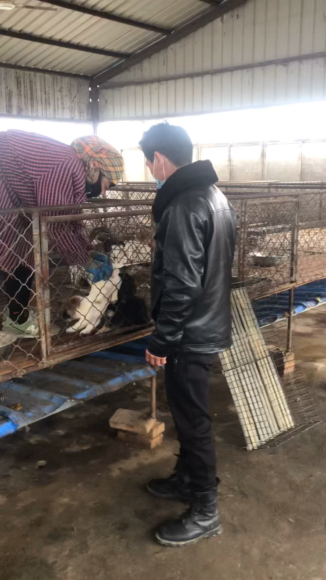 给安徽大哥挑选150只肉狗苗