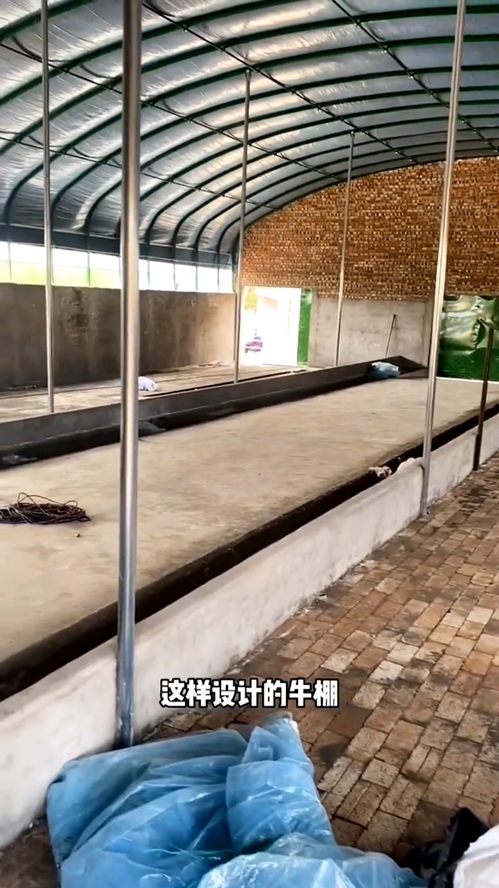 #养牛大棚#这样设计的牛棚,抗风扛雪,冬暖夏凉,你家养牛用什么样的牛棚呢?