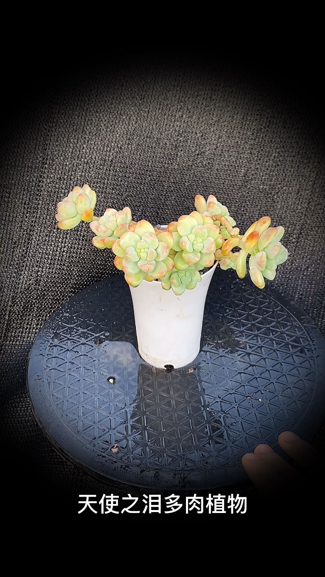 #有一种可爱叫多肉!#天使之泪多肉植物:是景天科景天属的多肉植物。
