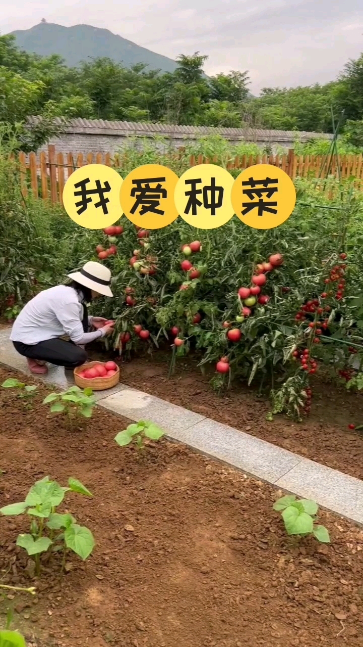喜欢种菜的朋友给我点个小红心哦