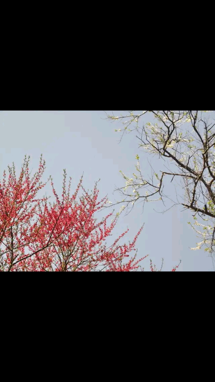#春天来了#