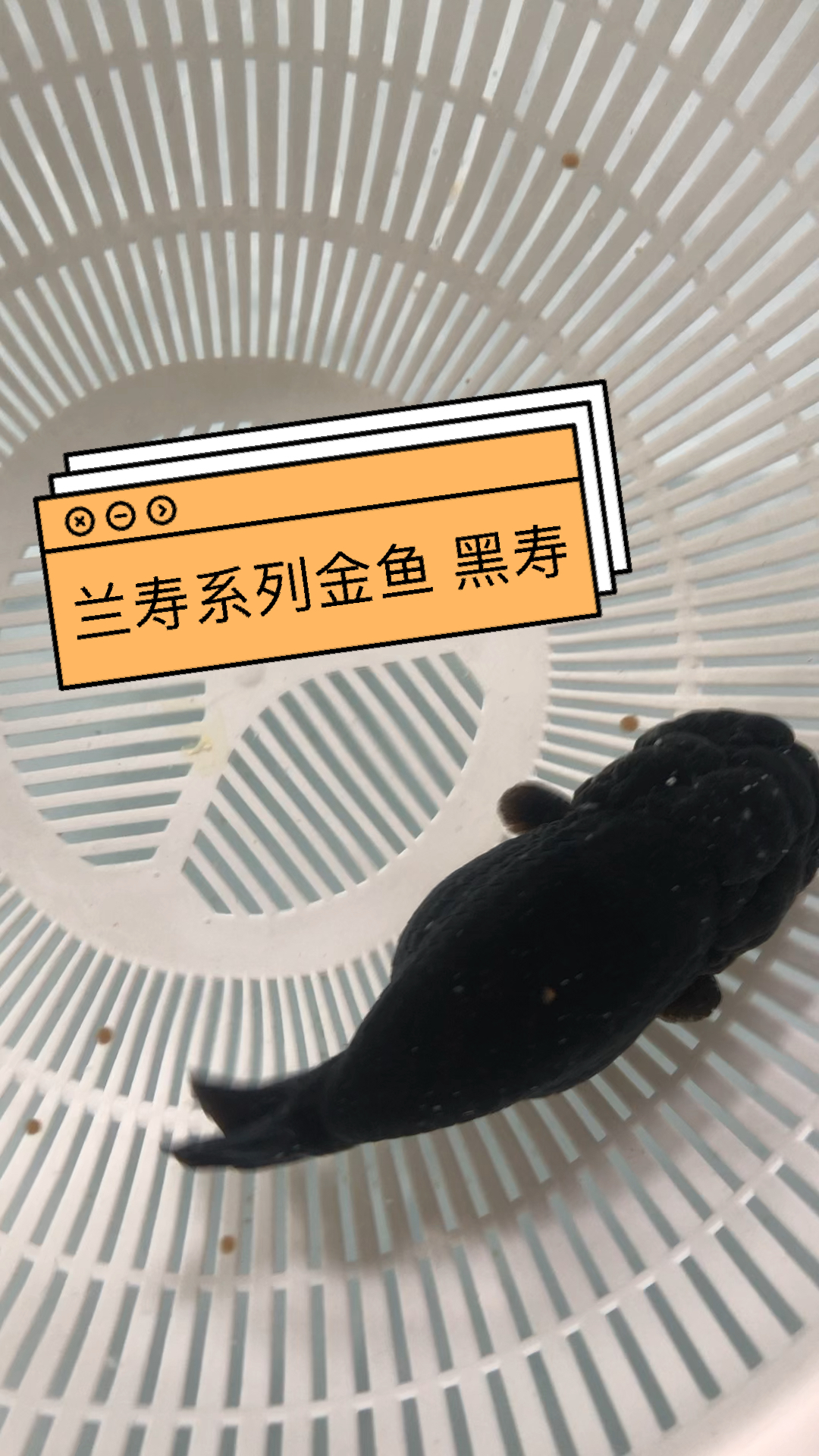 #我家宠物成精了#黑寿金鱼兰寿系列金鱼可视频选鱼自家鱼塘养殖