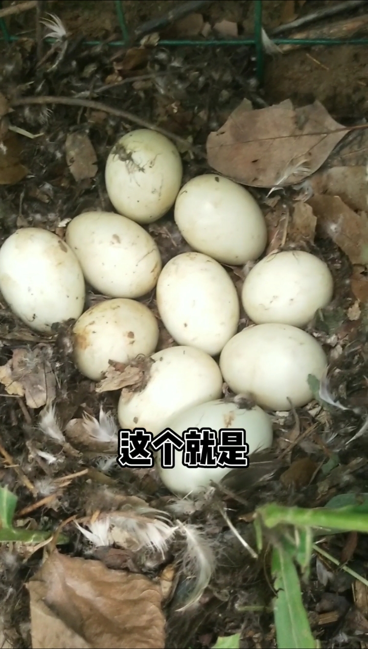 #绿头鸭能自己孵化#发现一窝绿头野鸭蛋
