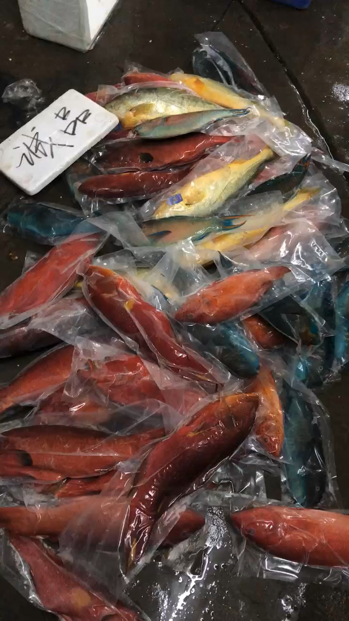 #石斑鱼#燕尾斑,东星斑,瓜子斑,虎纹斑,草莓斑,青衣,七彩石斑鱼,