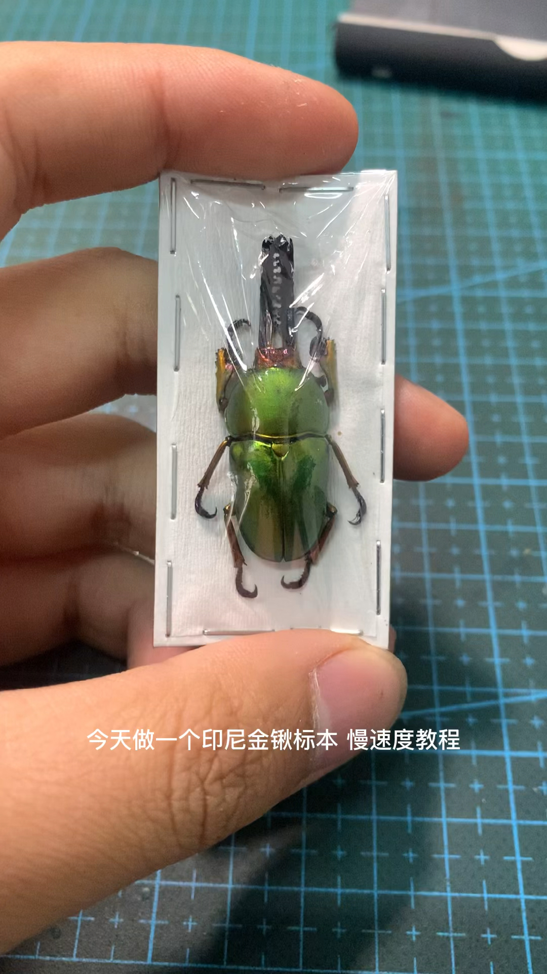 #昆虫标本#一个昆虫标本制作过程