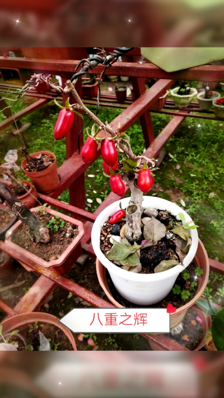 各类老鸦柿品种鉴赏