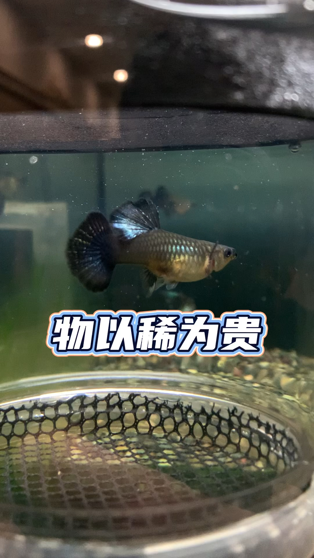 红龙孔雀鱼产量真低啊#养鱼日记#观赏鱼#养鱼#养鱼日常#水族