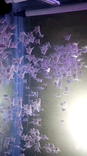 自己繁殖的红眼雪兰神仙鱼