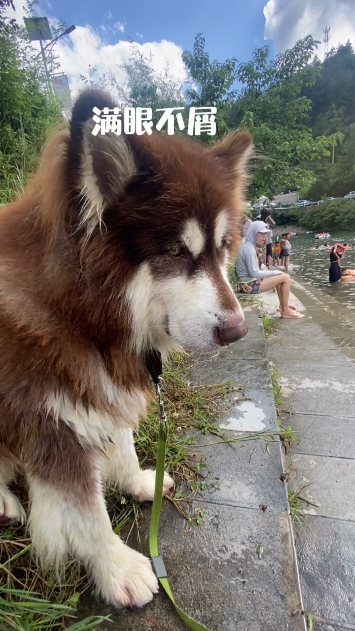 #我家萌宠成精了#旱鸭子嘴硬