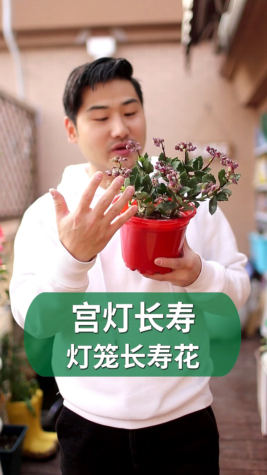 #好物推荐#宫灯长寿花,好奇特的长寿花!