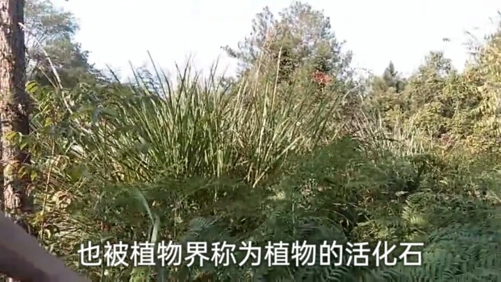 #三农野货#蕨菜据说有毒性,嫩叶可以采摘做野菜吃,被称为植物的活化石
