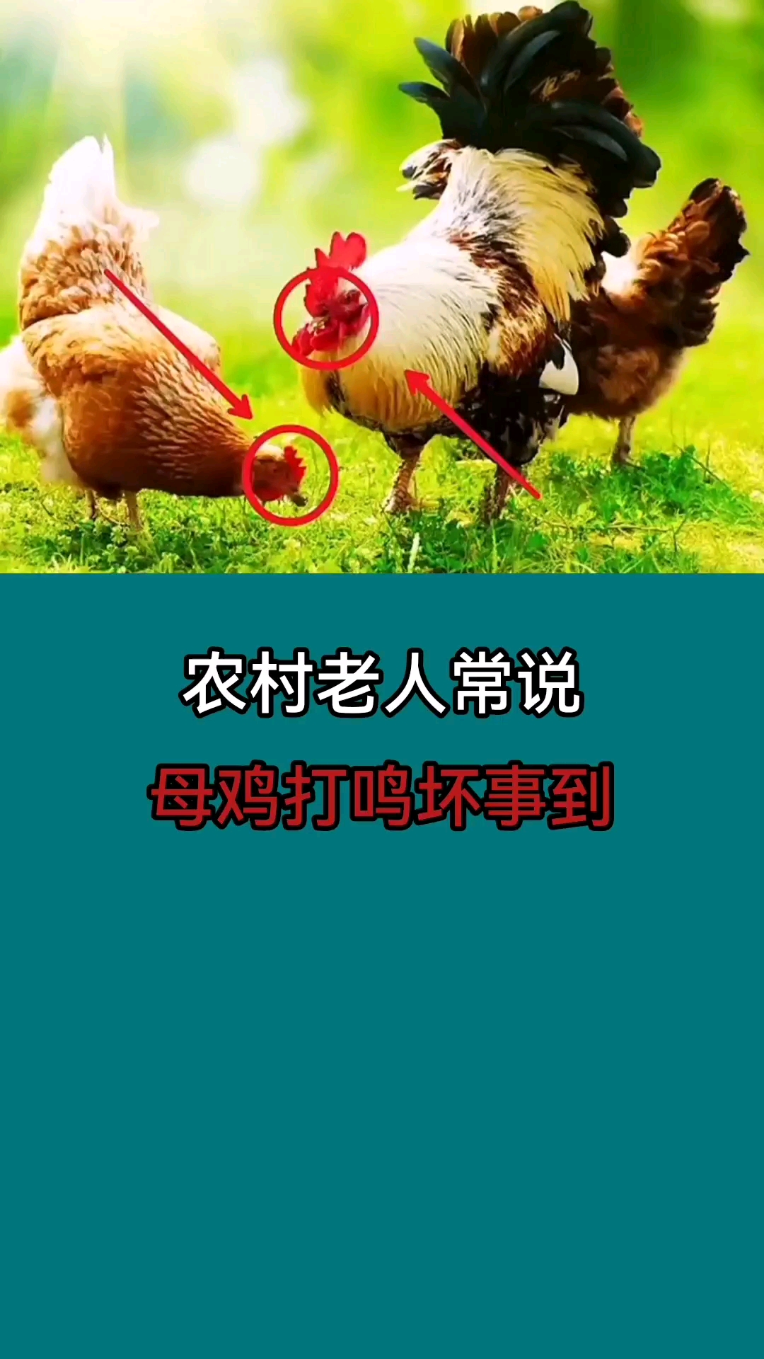 农村老人常说,母鸡打鸣坏事到