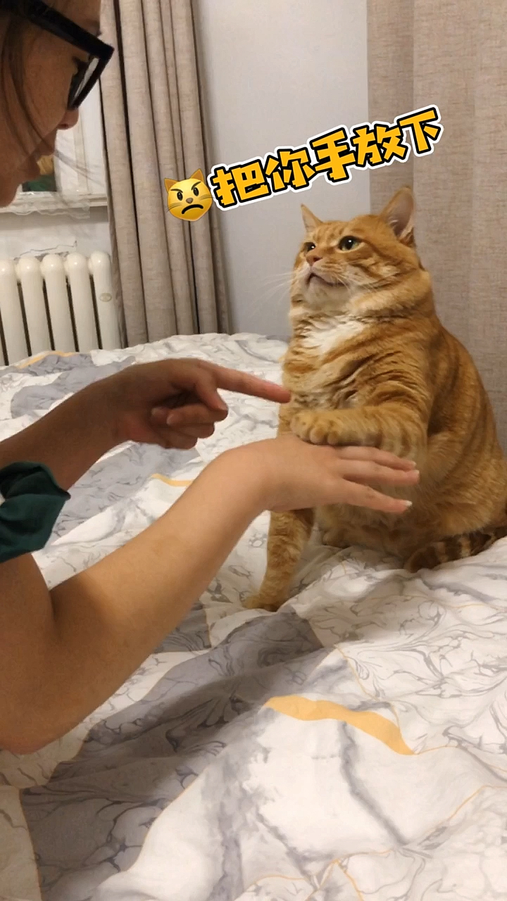 猫猫你梦见什么了