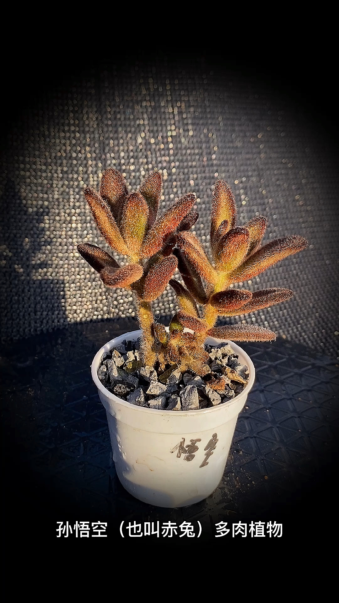 #有一种可爱叫多肉!#孙悟空(也叫赤兔)多肉植物:是景天科珈蓝菜属多肉植物。