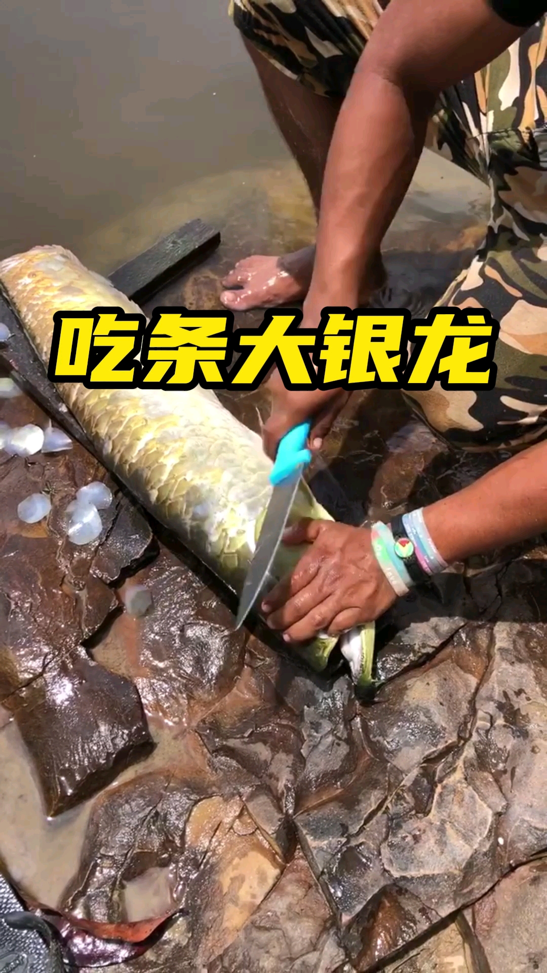 #银龙鱼#一米长的大银龙鱼,吃起来嘎嘎香!