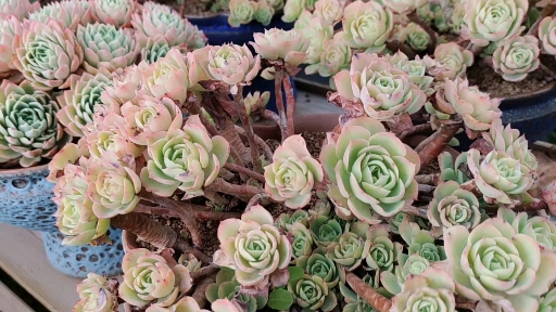 #多肉植物#粉红色的柠檬玫瑰最迷人,你说是不是?
