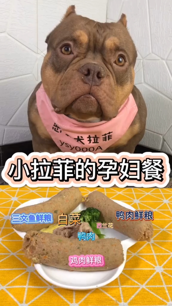 #家有萌宠#距离小小拉菲出生还有15天