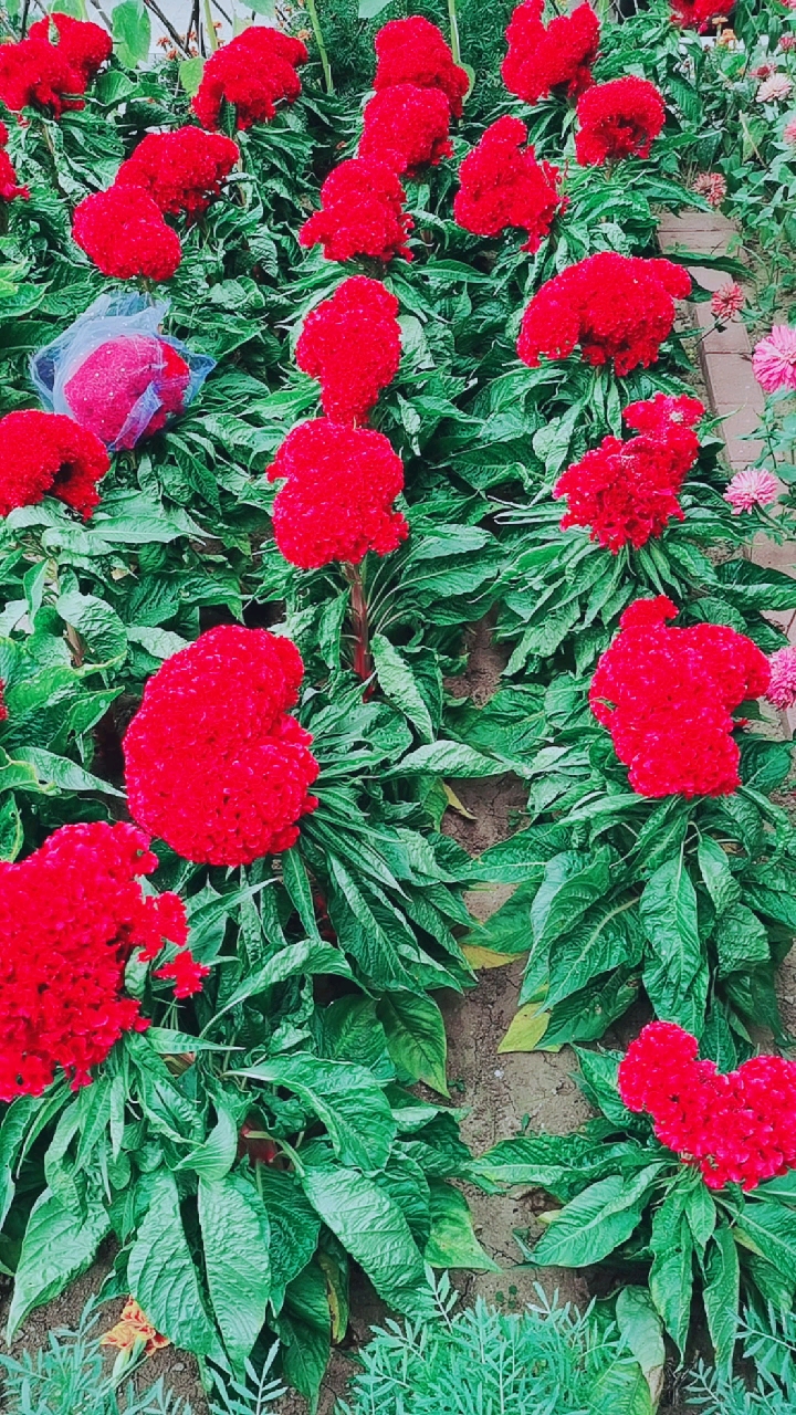 美丽的鸡冠花