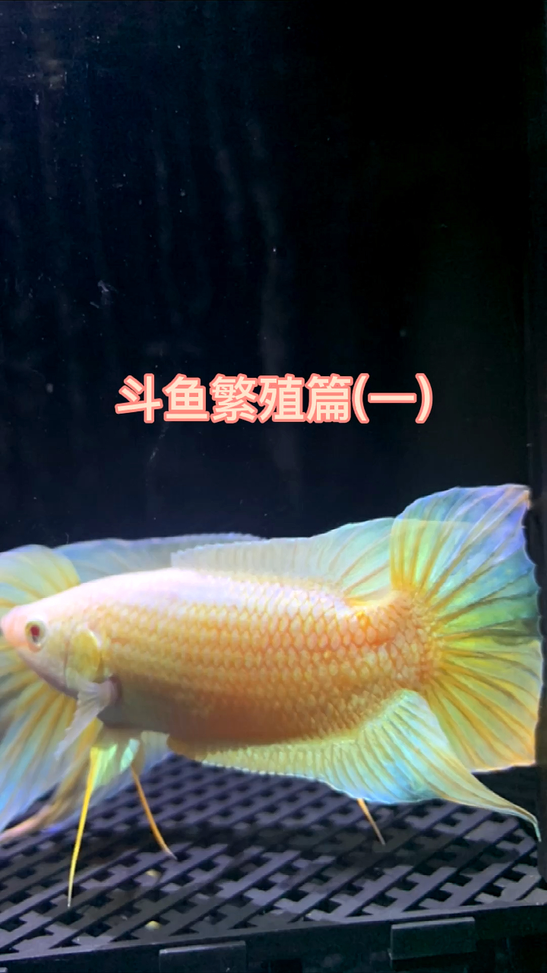 #中国斗鱼#中国斗鱼繁殖篇