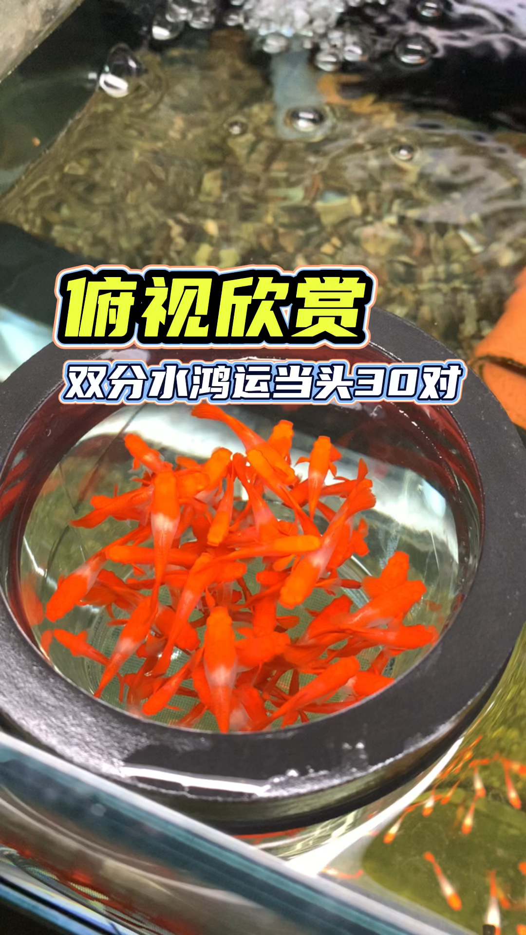 #孔雀鱼#双分水鸿运当头压成