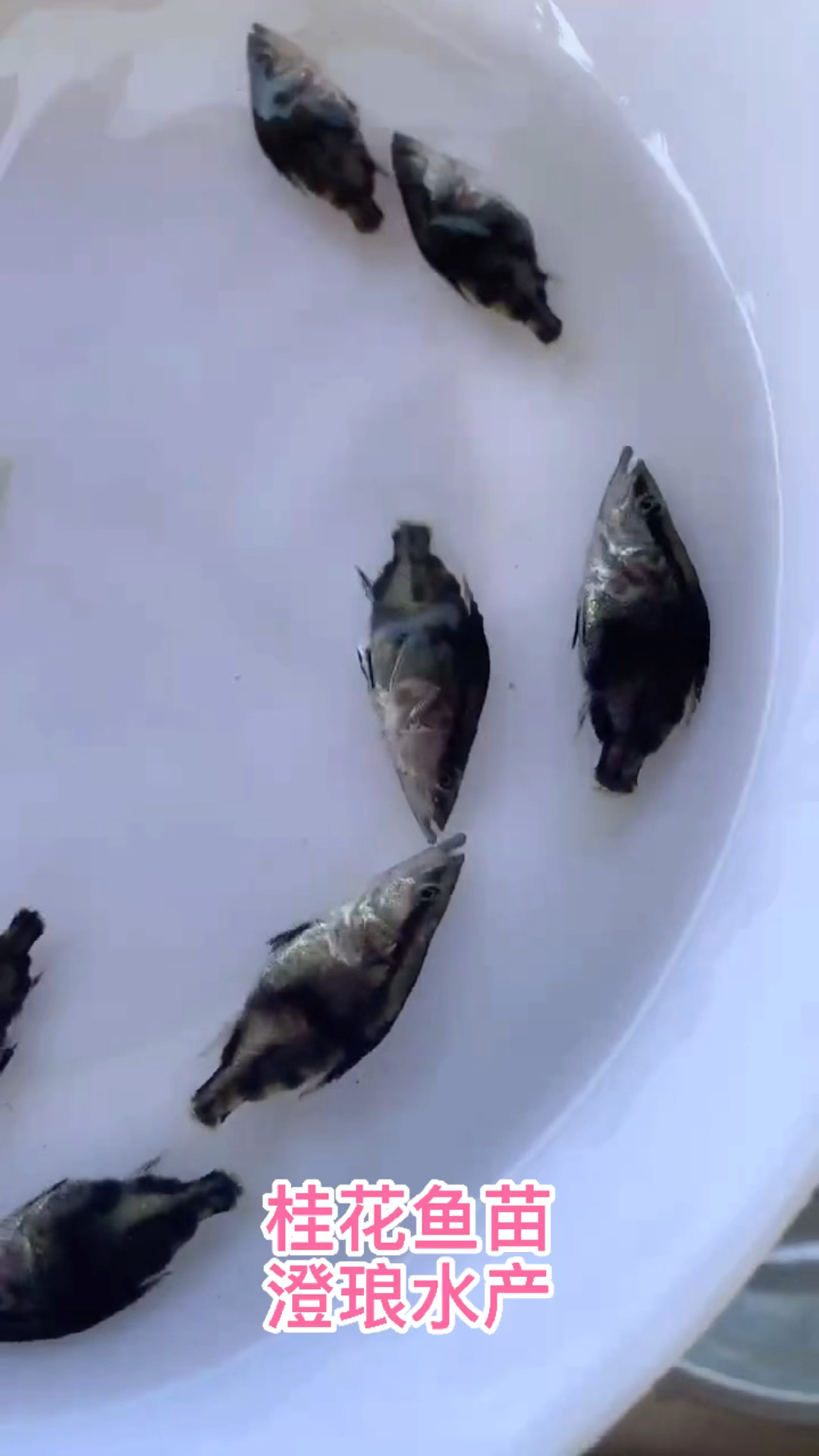 优质鳜鱼苗桂花鱼苗淡水翘嘴鳜鱼苗肉食性路亚桂花鱼