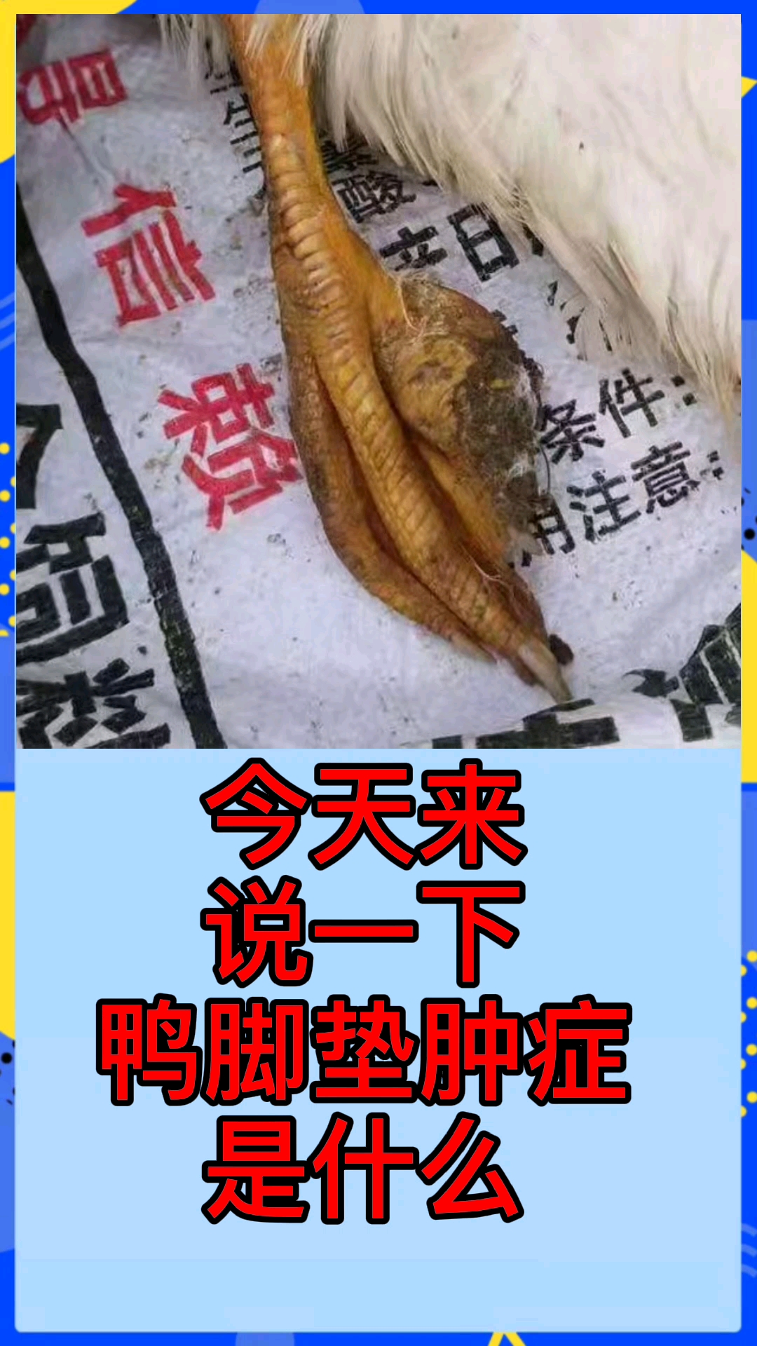 #鸭子脚掌肿#今天来说一下鸭脚垫肿症是什么?鸭脚垫肿是由金黄色葡萄球菌引起的一种细菌性传染