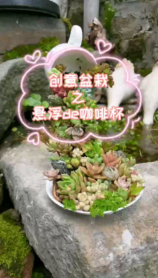 废弃的咖啡杯千万别扔了,用来这样种植#多肉植物#手工