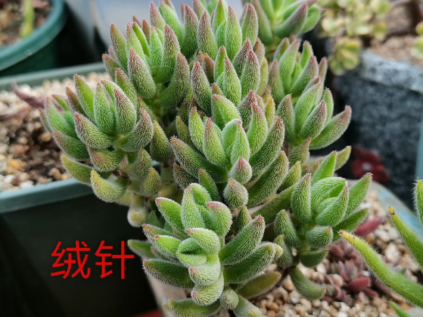 #多肉植物#30种多肉植物高清图文对照,一看就知道,喜欢快收藏起来吧。