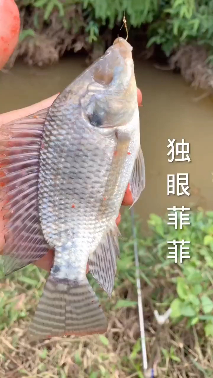 #开心钓鱼#这是什么鱼?咋还是条单眼鱼呢?