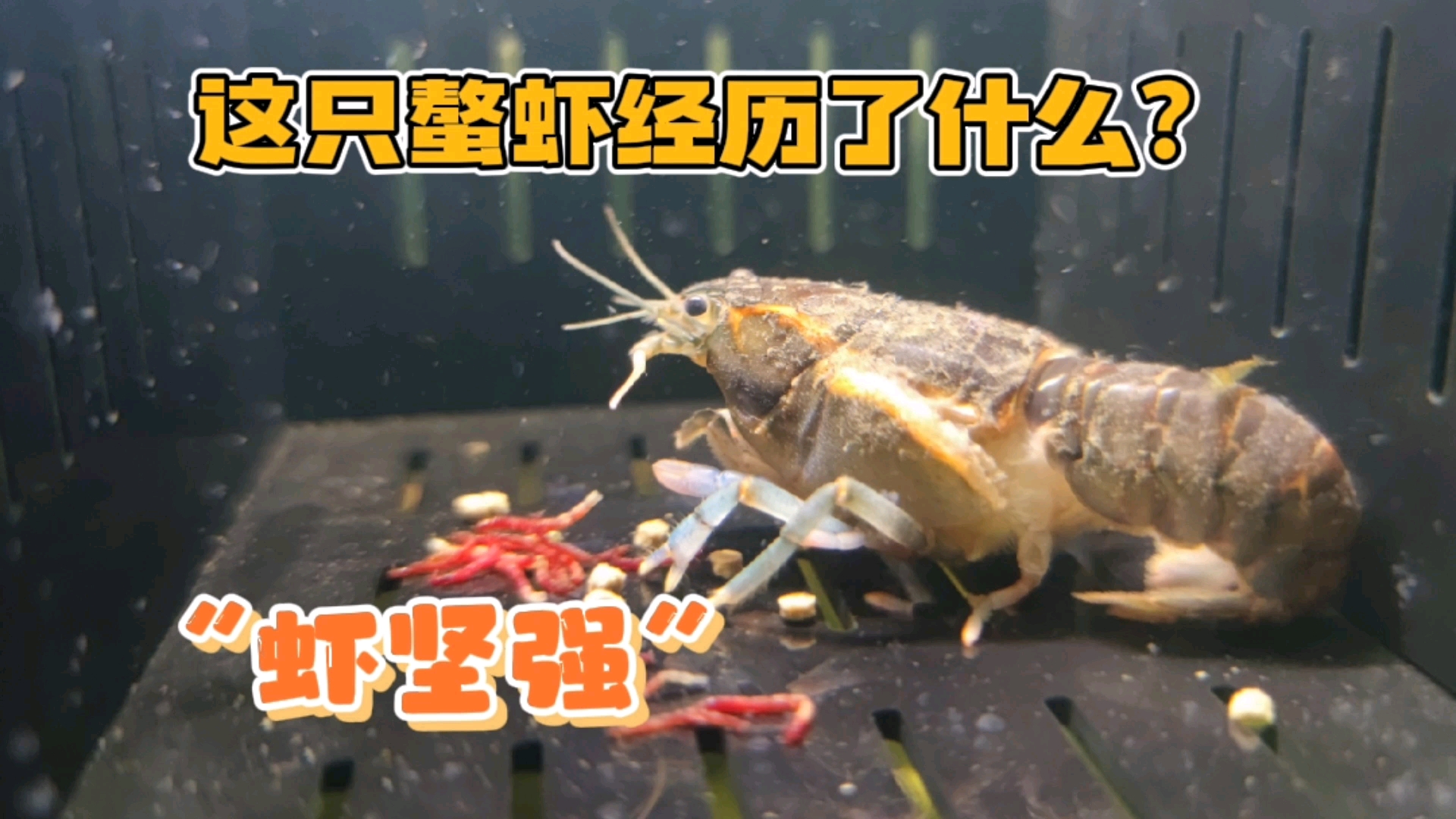 #我家宠物不一样#为战斗而生的鳌虾,这就是失败者的结局吗?虾坚强的故事开始上演