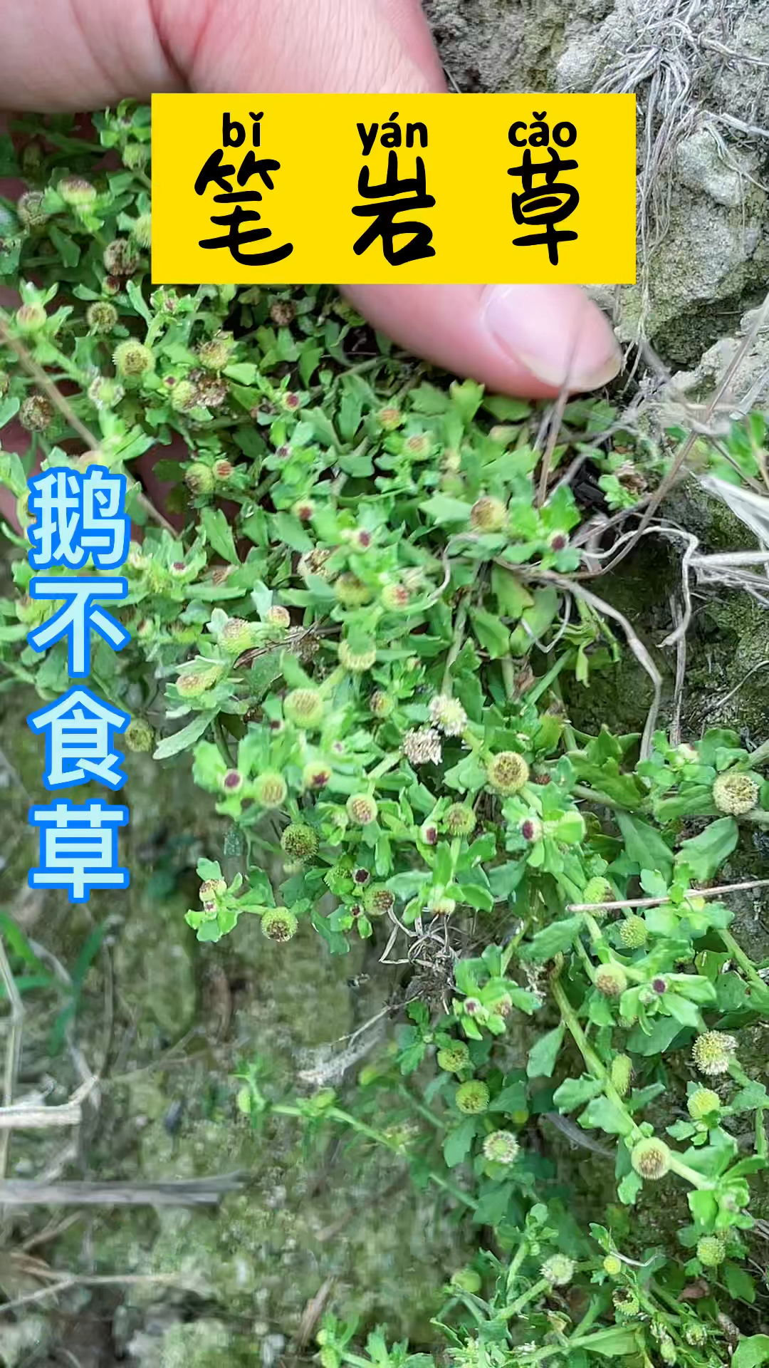 鹅不食草喜欢长在田埂边上