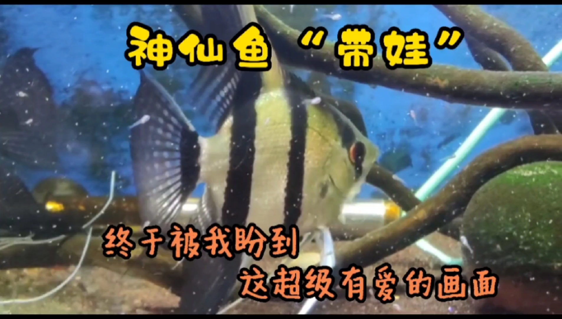 #小小爱宠萌化你#亲鱼自己孵化鱼苗的整个过程,这样养燕鱼你喜欢吗?