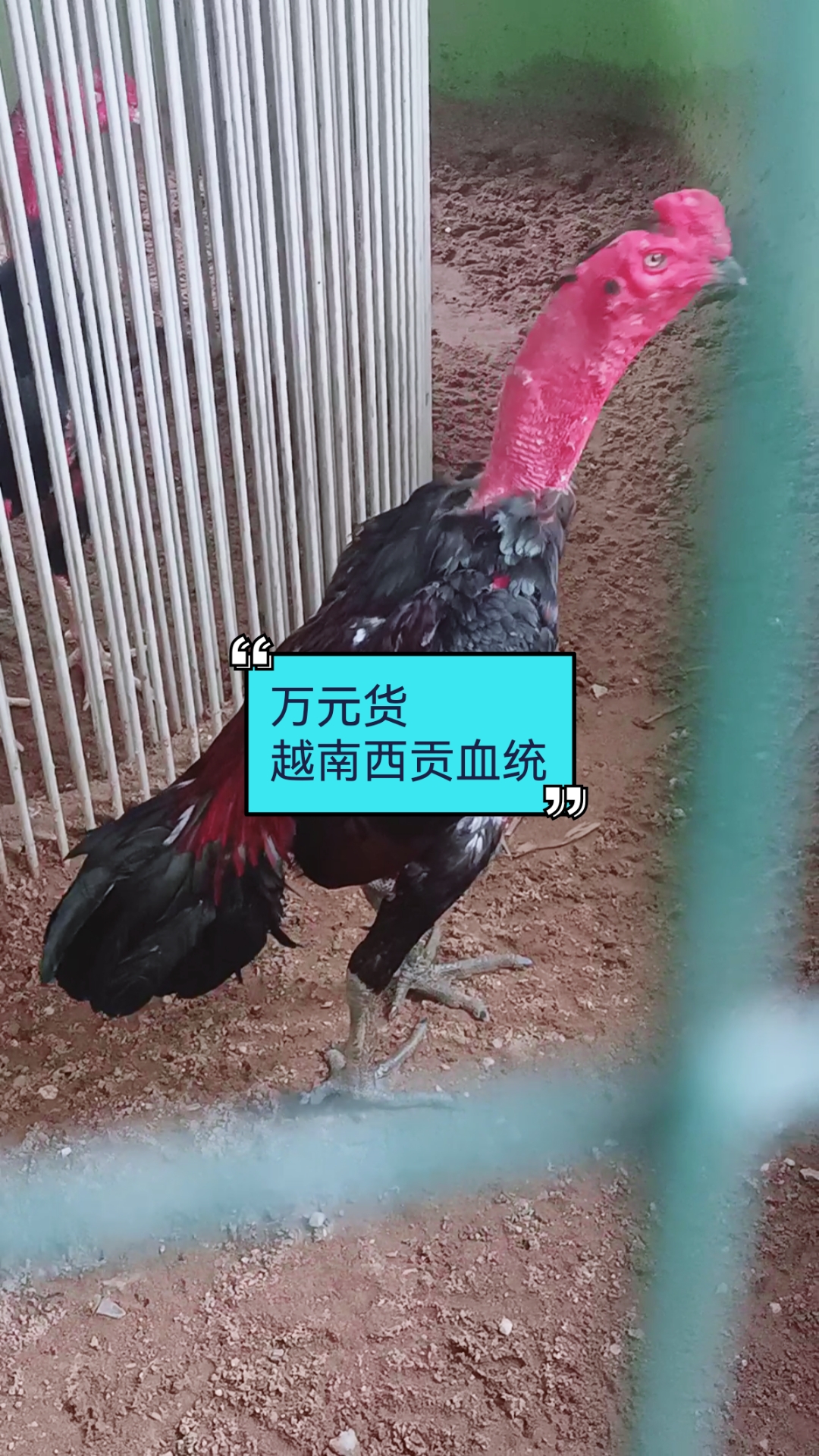#斗鸡#万元货,高质量越南西贡血统斗鸡