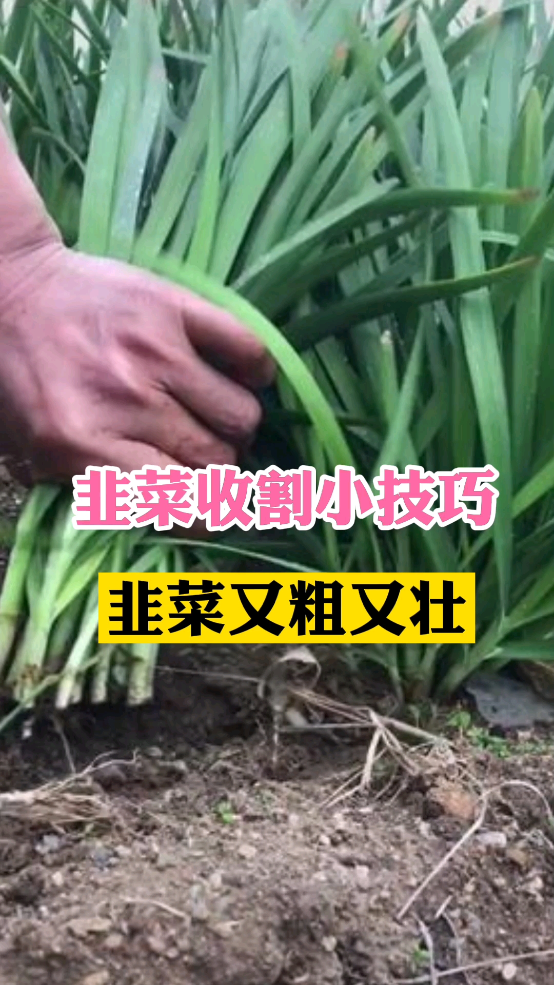 韭菜收割小技巧