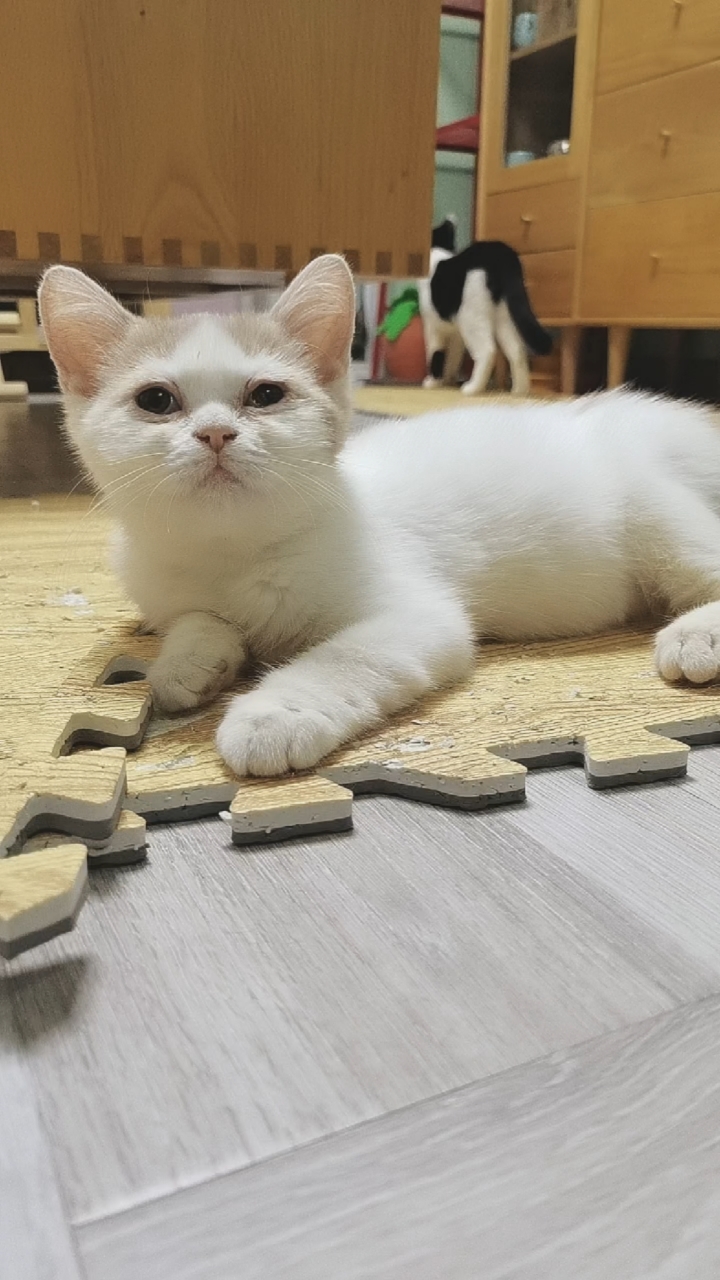 #可爱一起淘#小包子的可爱表情