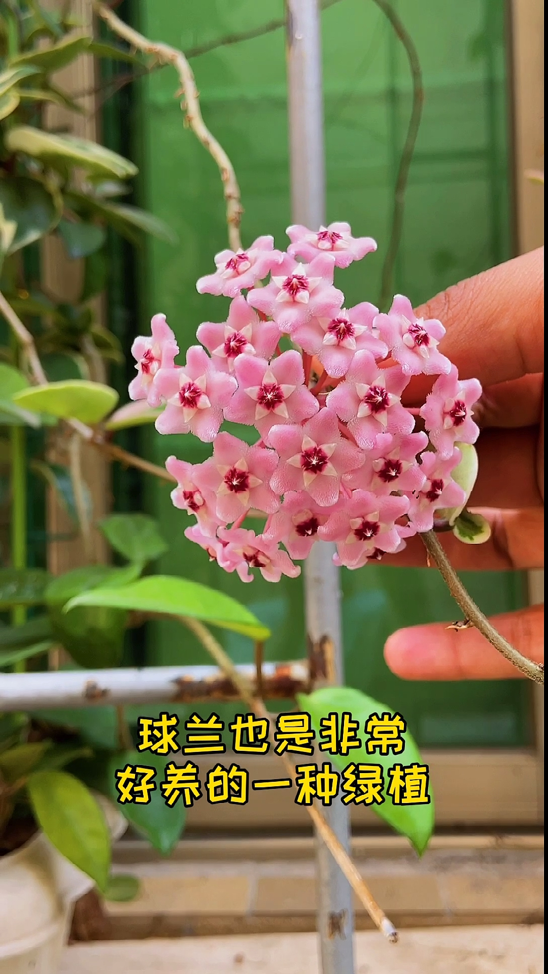 #有一种可爱叫多肉!#球兰种小盆更容易开花